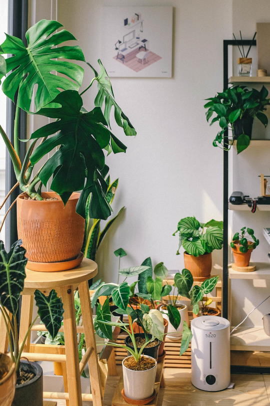The Urban Gardener: Growing Plants In Your Apartment